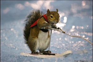 ski sur glace pour animaux