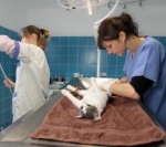 sterilisation d’un chat