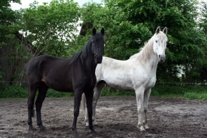 cheval noir et blanc