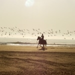 cheval sur la plage