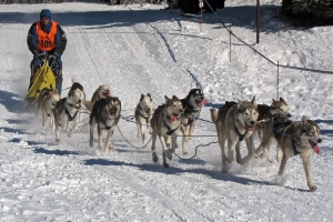 photo chien de traineau