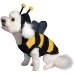 costume-d-abeille-pour-chien