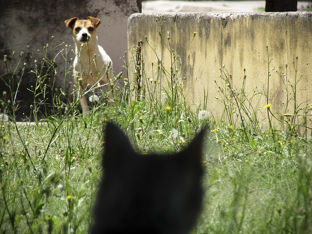 rencontre chat et chien