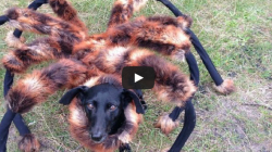 Attention au chien araignée ! (video)