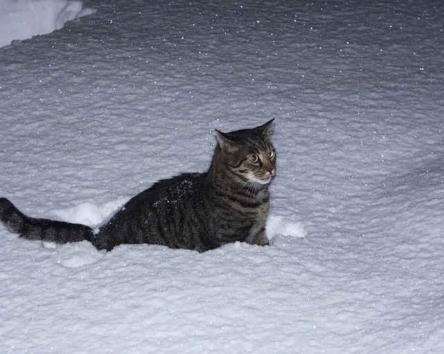 chat-nuit-neige
