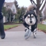 Des prothèses pour chien handicapé grâce à l’imprimante3D
