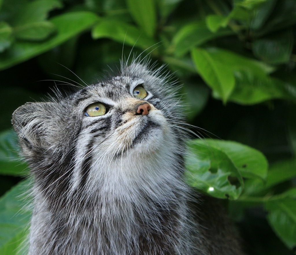 gros-chat