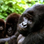 Le Parc des Virunga