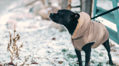 Comment protéger votre chien du froid ?
