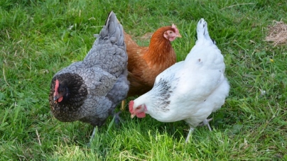 Comment élever des poules quand on vit en zone urbaine ?