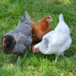elevage-poulets