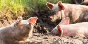 Élevage de porc : comment éviter les risques d’infections virales ?