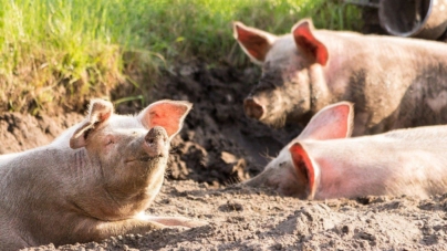 Élevage de porc : comment éviter les risques d’infections virales ?