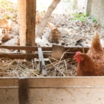 mother-hen-hatching-eggs-in-the-nest