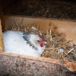 young-white-hen-brooding-her-eggs-in-her-chicken-coop