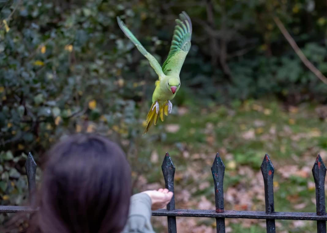 Pourquoi les perruches sont les meilleurs oiseaux