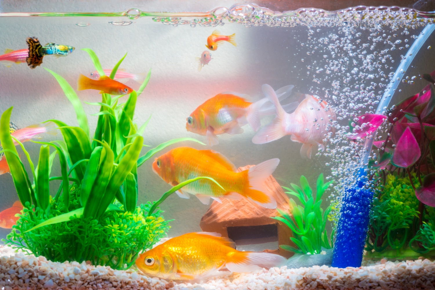 Sable ou gravier pour aquarium : que choisir pour vos poissons